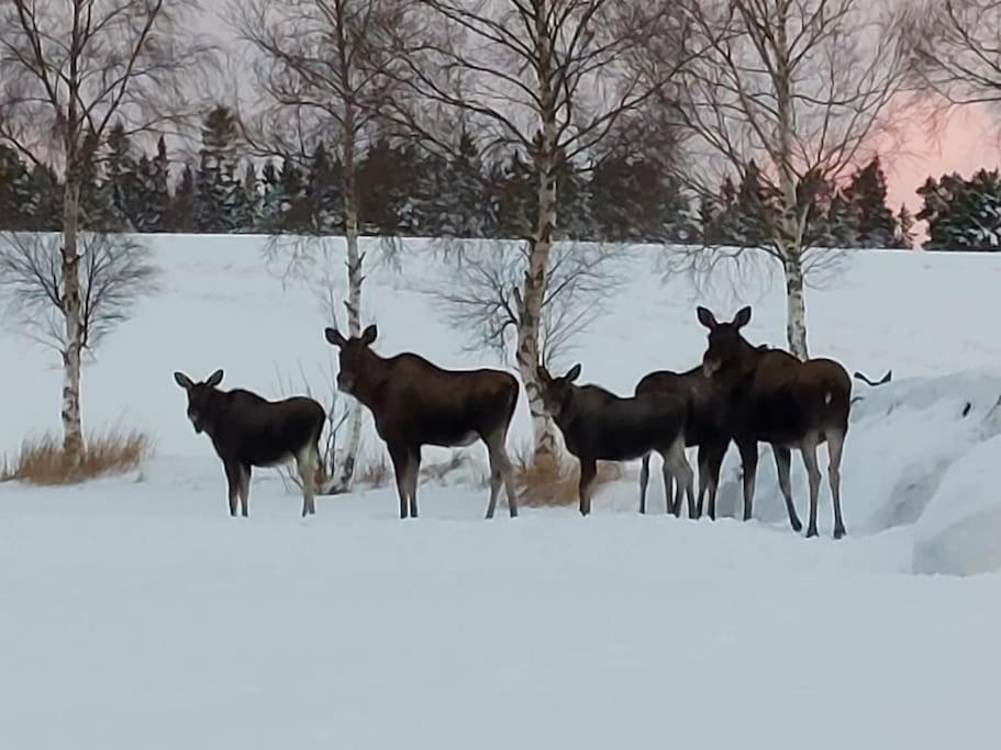 Guesthouse Hamran Mosvik エクステリア 写真